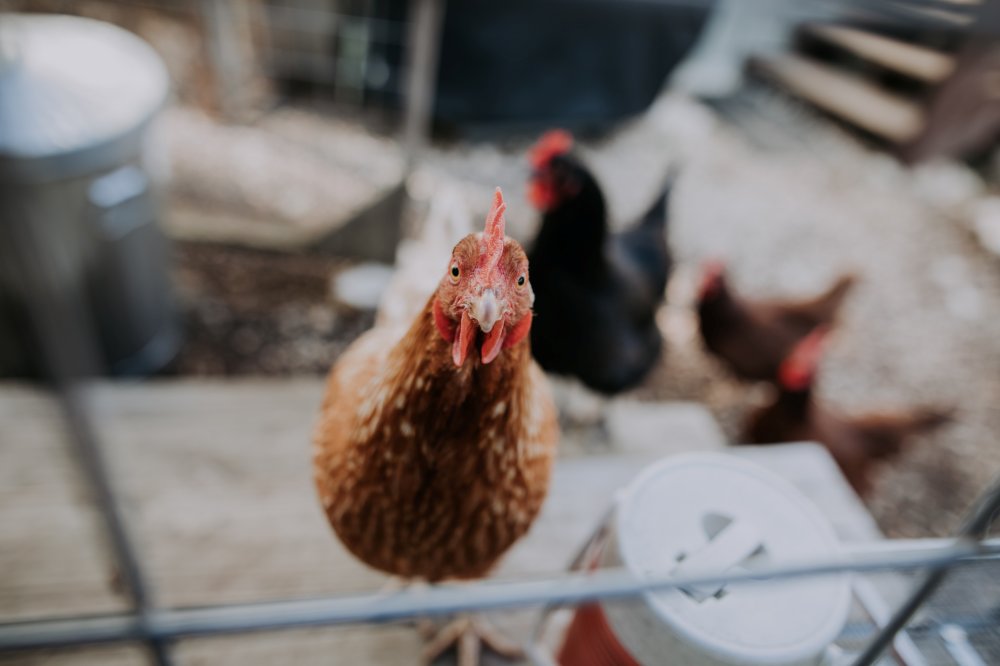 Jagung Untuk Ayam Jago