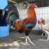 Keunggulan S128S Dibanding Situs Sabung Ayam Lain, Apa Saja?