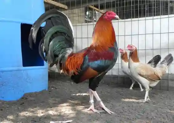 Keunggulan S128S Dibanding Situs Sabung Ayam Lain, Apa Saja?