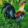 SV388SV: Situs Sabung Ayam Online dengan Keamanan Terbaik