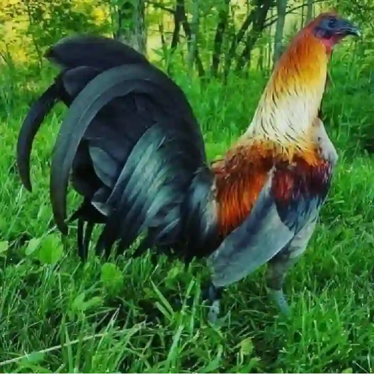 SV388SV: Situs Sabung Ayam Online dengan Keamanan Terbaik